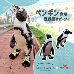 株式会社anifull】マリンワールド海の中道のペンギン専用に、足の甲を